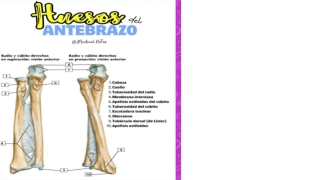 musculos