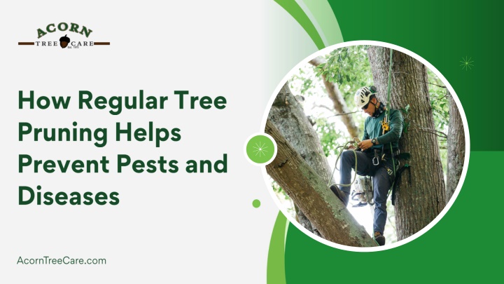 how regular tree pruning helps prevent pests