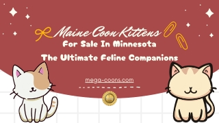 Maine Coon Kittens For Sale In Minnesota: The Ultimate Feline Companions