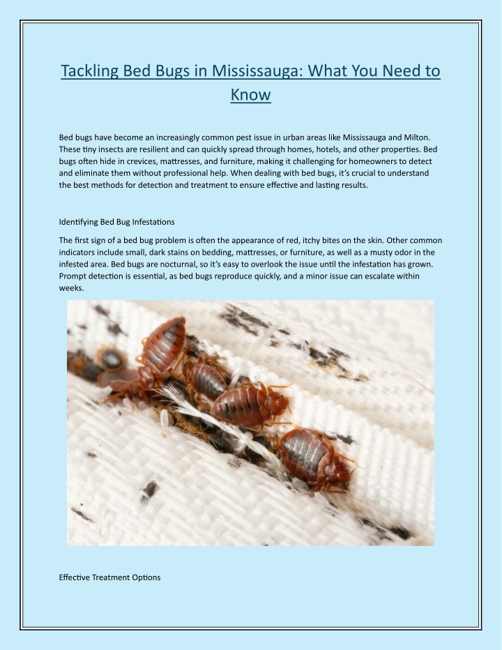 tackling bed bugs in mississauga what you need