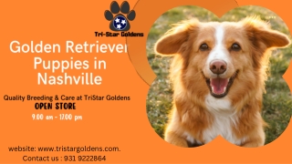 Golden Retriever Puppies Nashville: Find Your Perfect Companion