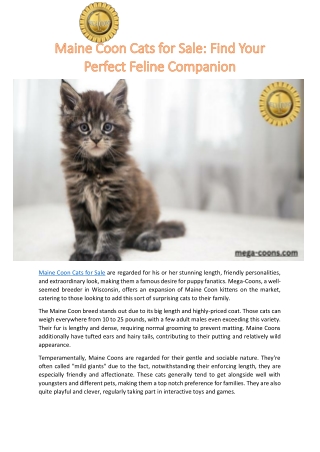 Maine Coon Cats for Sale Find Your Perfect Feline Companion