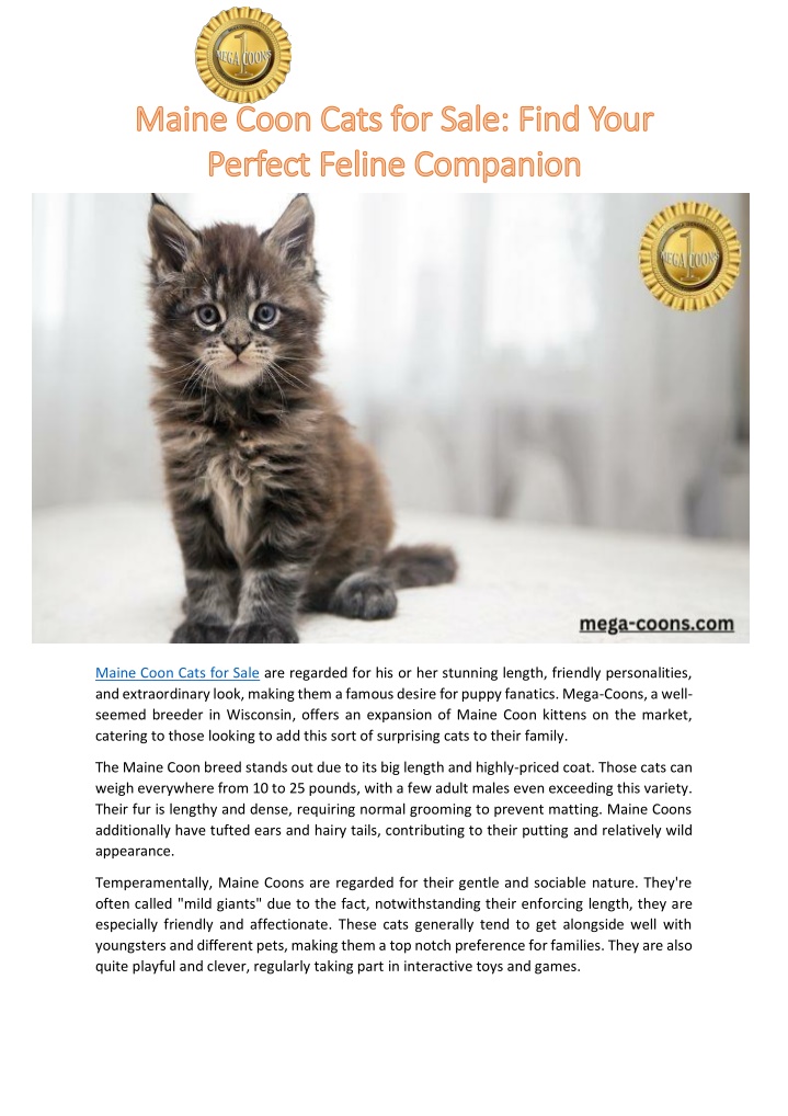 maine coon cats for sale are regarded