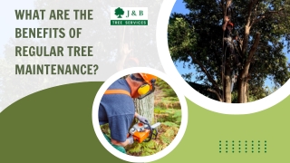 What are the Benefits of Regular Tree Maintenance?