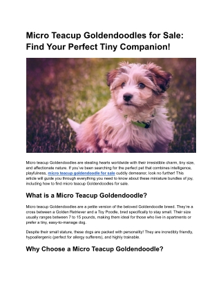 Micro Teacup Goldendoodles for Sale_ Find Your Perfect Tiny Companion!