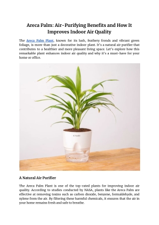 Areca Palm_ Air-Purifying Benefits and How It Improves Indoor Air Quality