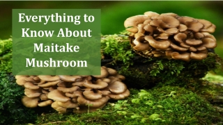 everything to know about maitake mushroom