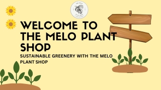 welcome to the melo plant shop sustainable
