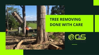 c s tree services