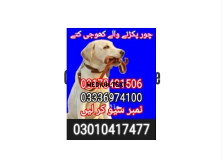 Army dog center islamabad 03336974100