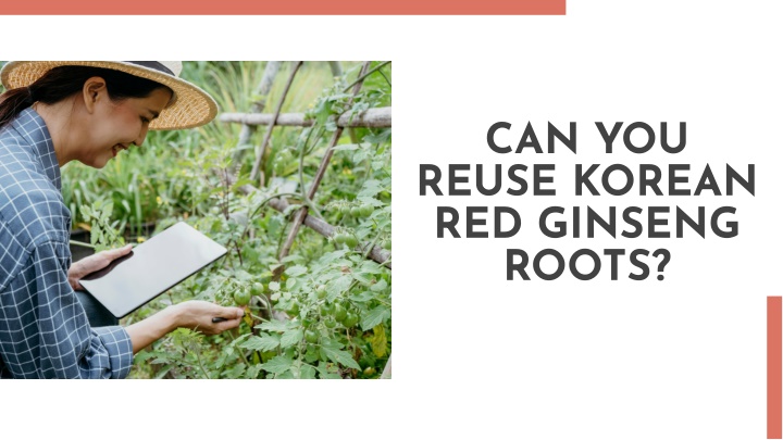 can you reuse korean red ginseng roots