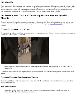 Claves para Fortalecer tu Relación con tu Amada Mascota
