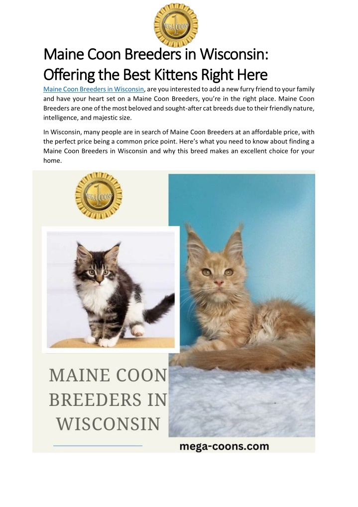 maine coon breeders in wisconsin maine coon