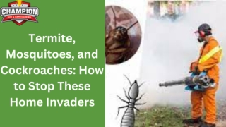 Termite Mosquitoes and Cockroaches How to Stop These Home Invaders