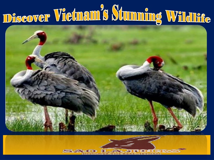 discover vietnam s stunning wildlife