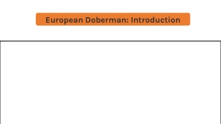 european doberman introduction