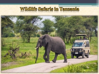 Wildlife Safaris in Tanzania