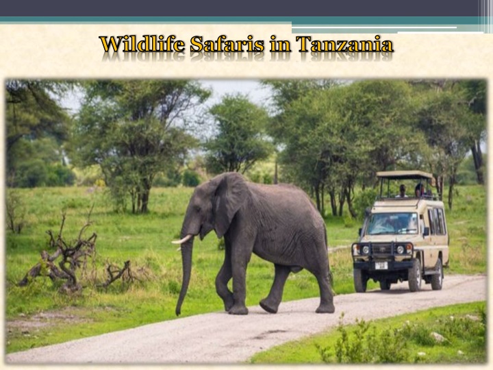 wildlife safaris in tanzania