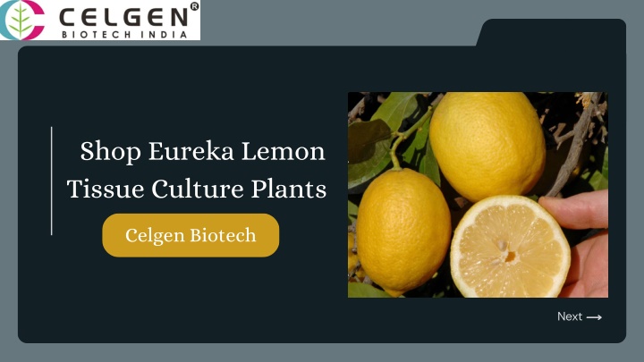 shop eureka lemon tissue culture plants