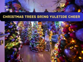 Christmas trees bring Yuletide cheer