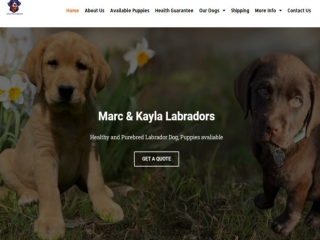 Labrador Dogs for Sale