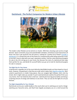 Dachshund Puppies for Sale in the UK | Perfect Urban Companions | DHK