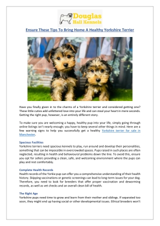 Yorkshire Terrier for Sale Leeds & Manchester | Expert Advice | DHK