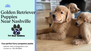 How to Find Golden Retriever Puppies Near Nashville :A Step-by-Step Guide