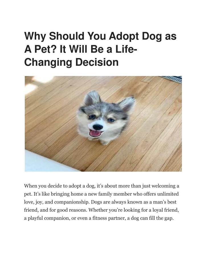 why should you adopt dog as a pet it will