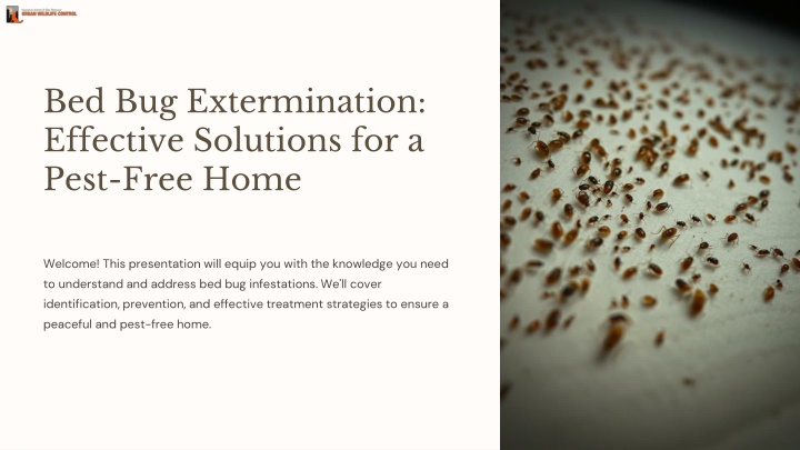 bed bug extermination effective solutions