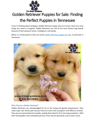 Golden Retriever Puppies for Sale- Finding the Perfect Puppies in Tennessee