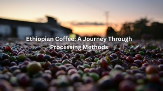 ethiopian coffee a journey through processing