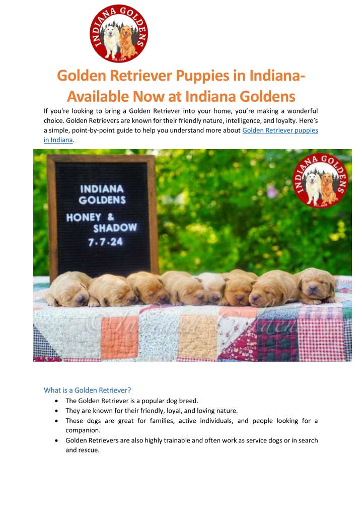 golden retriever puppies in indiana available