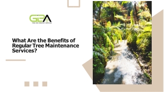 What Are the Benefits of Regular Tree Maintenance Services