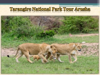 Tarangire National Park Tour Arusha