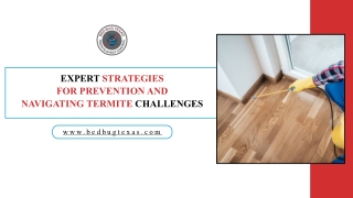 Top Strategies for Prevention Termite Issues | Bed Bug Texas