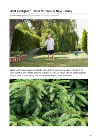Best Evergreen Trees to Plant in New Jersey