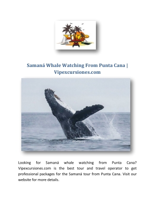 Samaná Whale Watching From Punta Cana