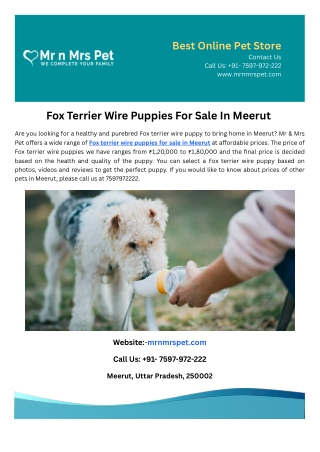 Fox Terrier Wire Puppies For Sale In Meerut