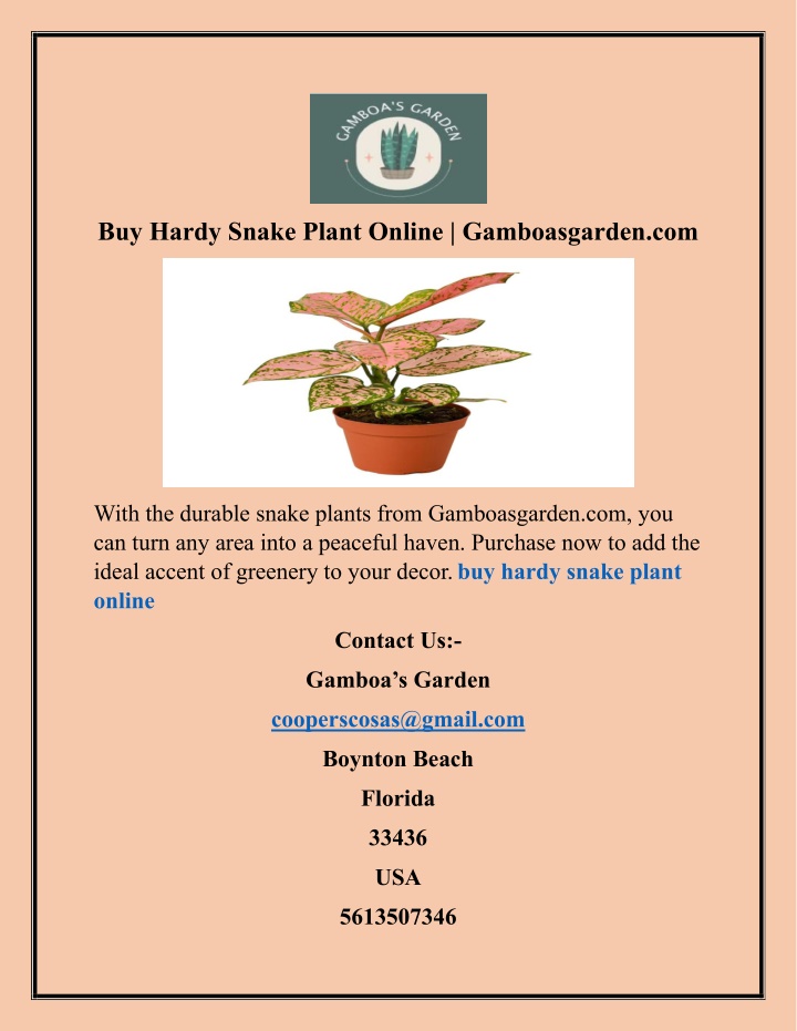 buy hardy snake plant online gamboasgarden com