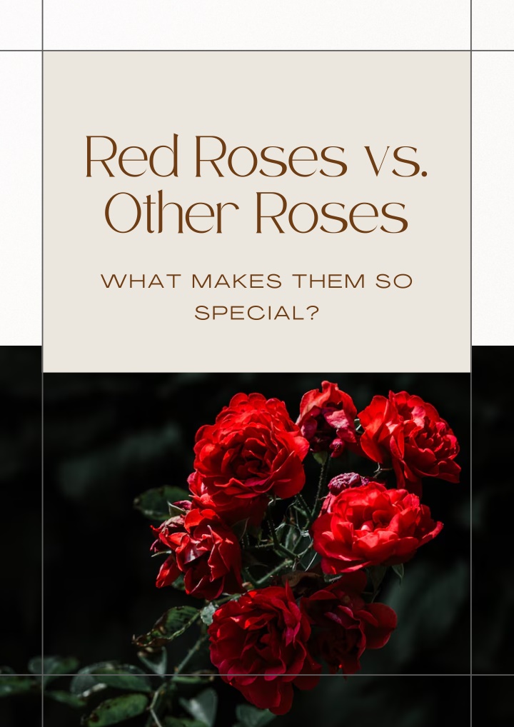 red roses vs other roses