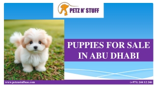 PUPPIES FOR SALE IN ABU DHABI (1)