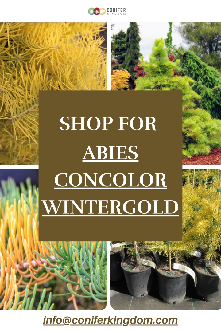 shop for abies concolor wintergold