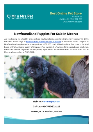 Newfoundland Puppies For Sale In Meerut