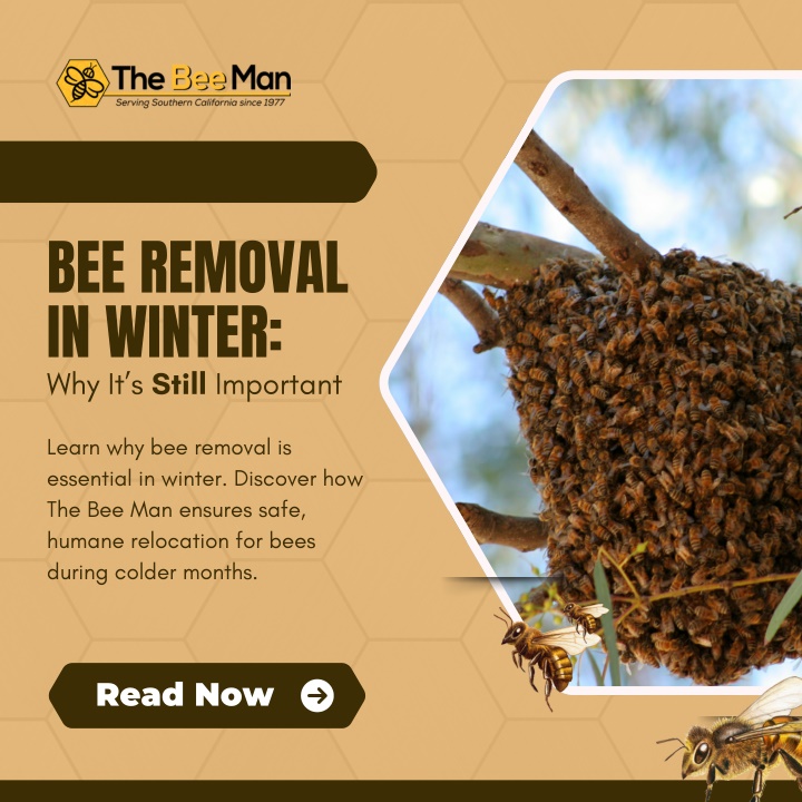 bee removal in winter why it s still important