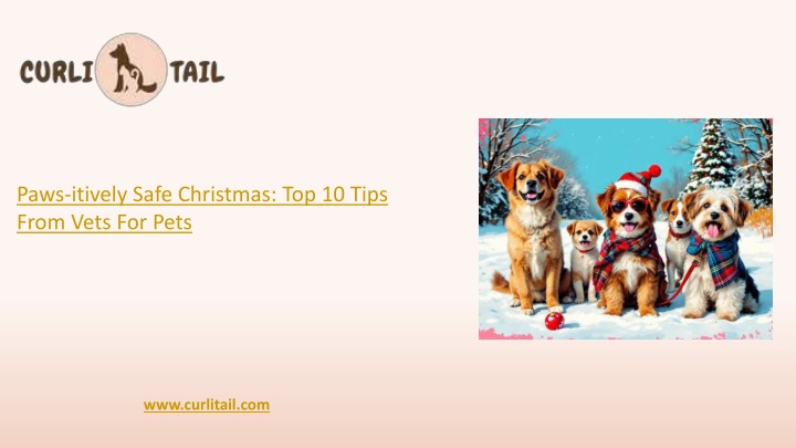 paws itively safe christmas top 10 tips from vets