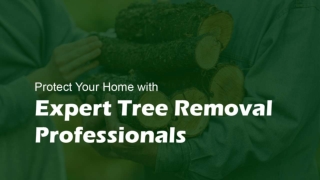 Affordable Tree Care Specialists Solutions