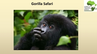 Gorilla Safari