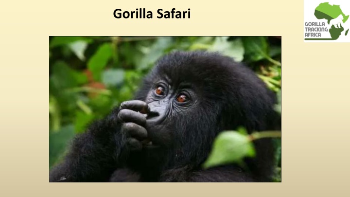 gorilla safari