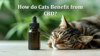 How do Cats Benefit from CBD?